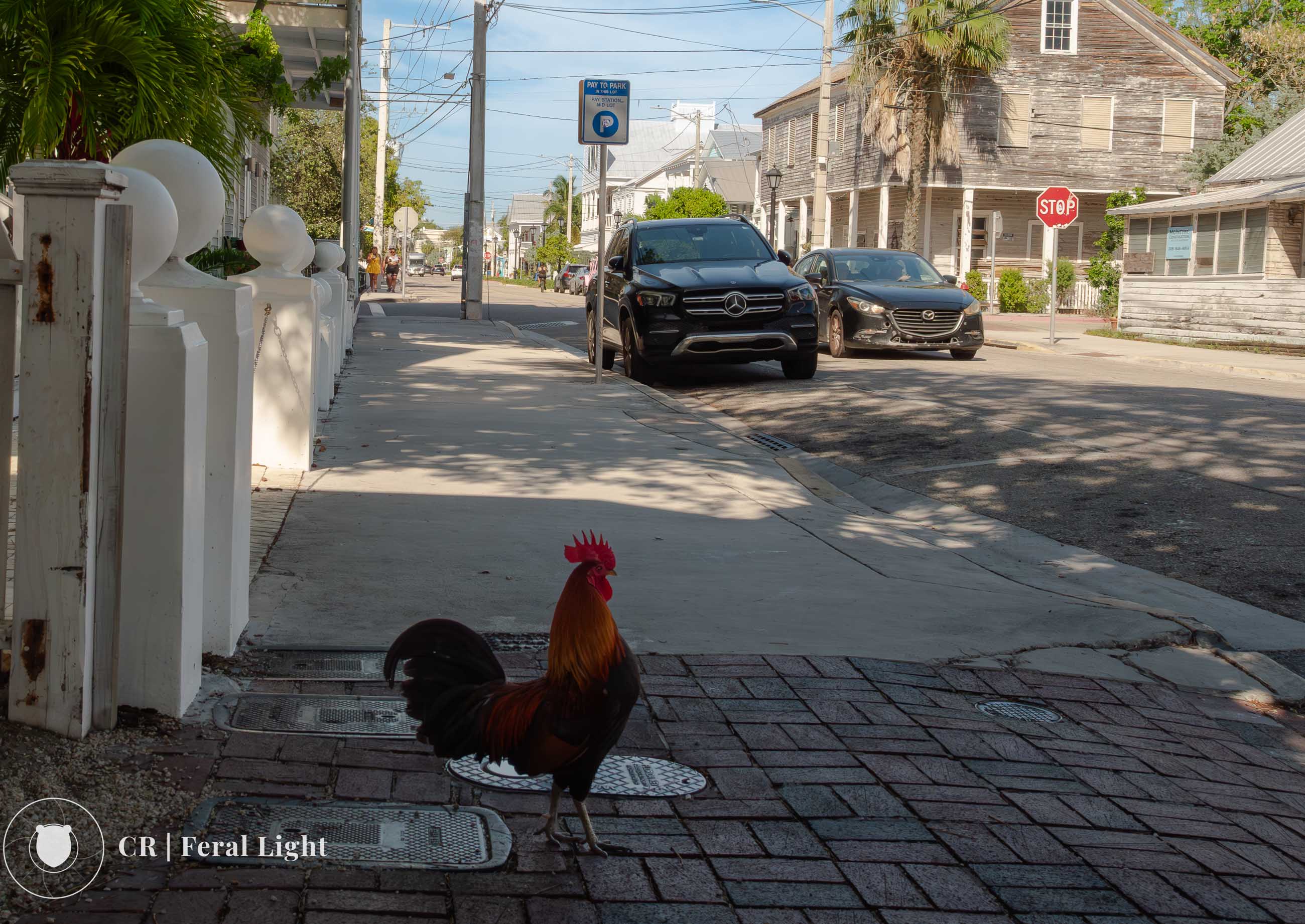 Rooster Crosses the Road