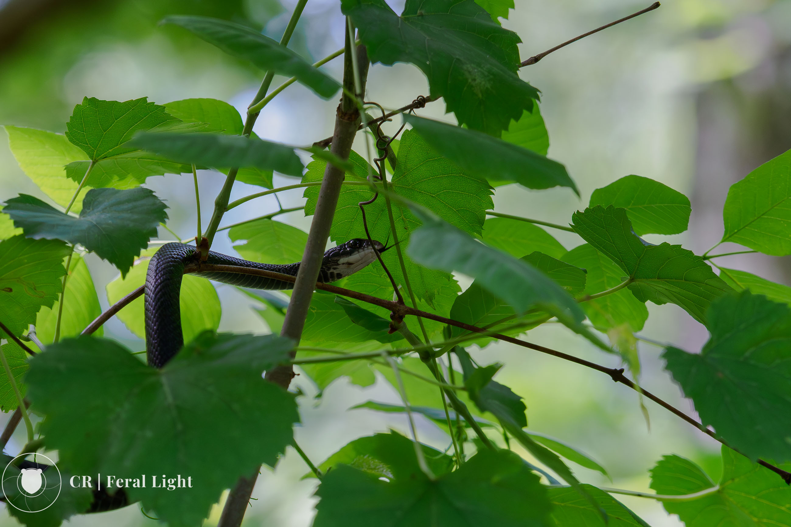 Notes from a Dry Uwharrie